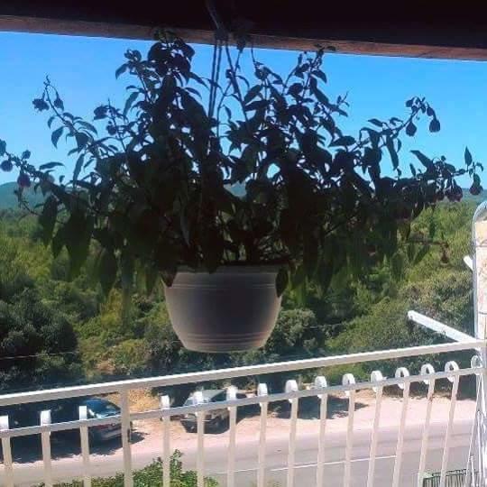 Apartments Lucija Solaris Šibenik Dış mekan fotoğraf